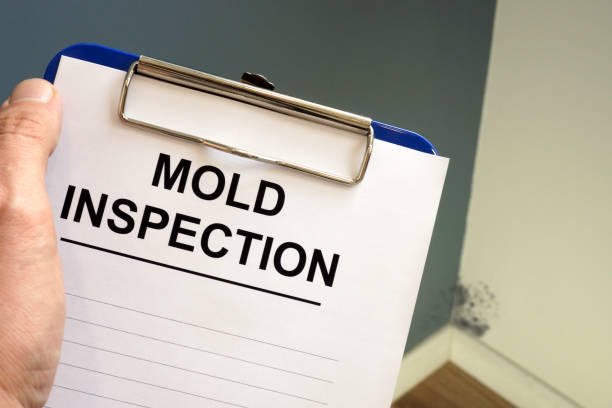 Best Real Estate Mold Inspection  in Yazoo City, MS